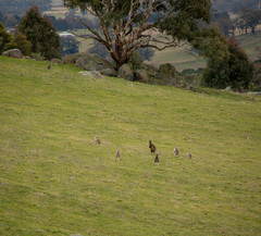 Osphranter robustus robustus
