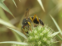 Cerceris tuberculata