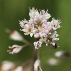 Thysanocarpus curvipes