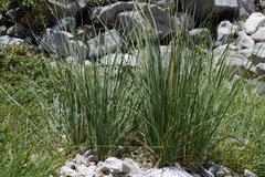 Helictotrichon parlatorei