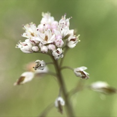 Thysanocarpus curvipes