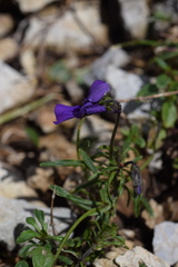 Viola dubyana