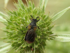 Ripiphorus subdipterus