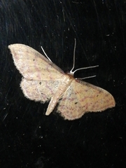 Idaea rhodogrammaria