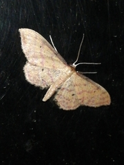 Idaea rhodogrammaria