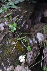 Cerastium latifolium