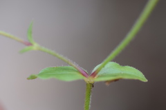 Cerastium latifolium