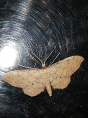Idaea rhodogrammaria