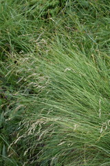 Festuca scabriculmis