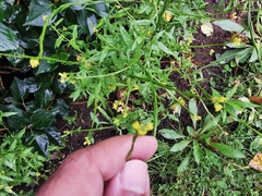 Sisymbrium officinale
