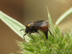 Ripiphorus subdipterus