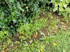 Sisymbrium officinale