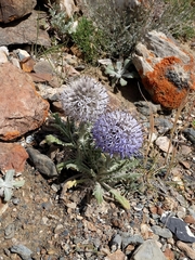 Echinops humilis
