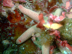 Pseudonepanthia troughtoni