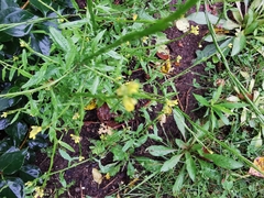 Sisymbrium officinale