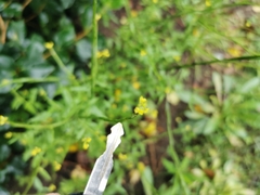 Sisymbrium officinale
