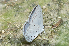Celastrina argiolus
