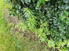 Sisymbrium officinale