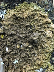 Melanelixia subaurifera image