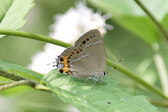 Satyrium grandis