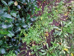 Sisymbrium officinale