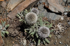 Echinops humilis