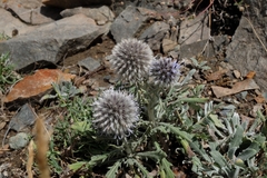 Echinops humilis