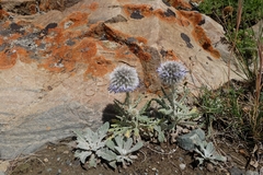 Echinops humilis