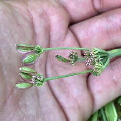 Lomatium utriculatum