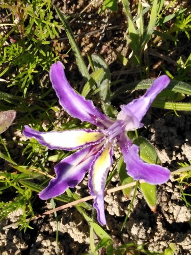 Babiana ambigua