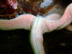 Pseudonepanthia troughtoni