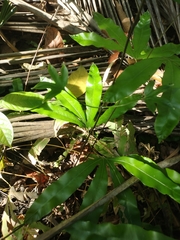 Lygodium circinnatum