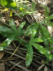 Lygodium circinnatum