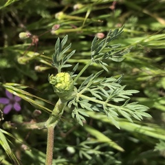 Lomatium utriculatum
