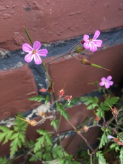 Geranium robertianum