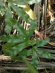 Lygodium circinnatum