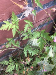 Geranium robertianum