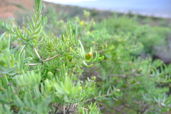 Pteronia glabrata