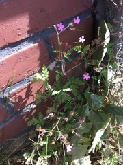 Geranium robertianum