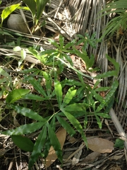 Lygodium circinnatum