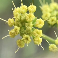 Lomatium utriculatum