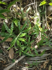 Lygodium circinnatum