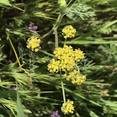 Lomatium utriculatum