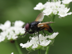 Clairvillia biguttata