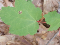 Acericecis ocellaris