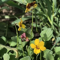 Viola pedunculata
