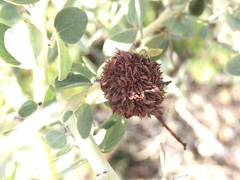 Asphondylia ceanothi