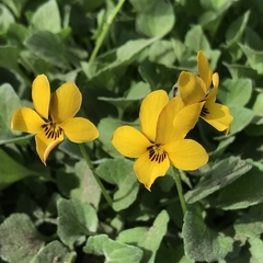 Viola pedunculata