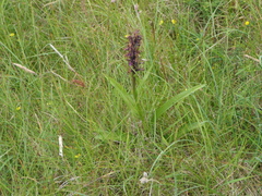 Dactylorhiza purpurella