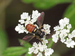 Paragus bicolor